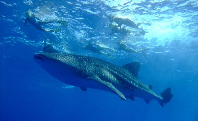 whale shark and snorkelor
